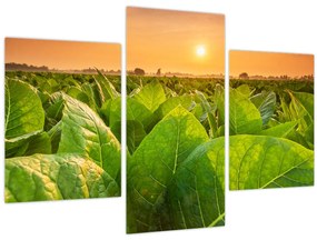 Tablou - Câmp (90x60 cm)