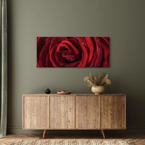Tablou - Trandafir roșu cu picături de rouă (120x50 cm)