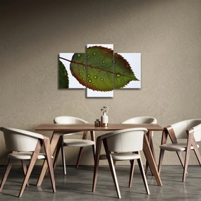 Tablou - Frunze de trandafir (90x60 cm)
