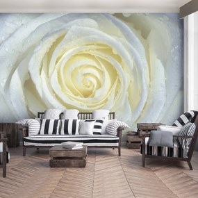 Fototapet - Trandafir alb (254x184 cm), în 8 de alte dimensiuni noi