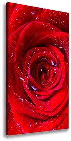 Tablouri tipărite pe pânză Trandafir roșu