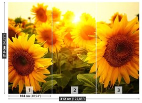 Fototapet Floarea soarelui