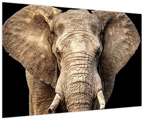 Tablou - Elefant african (90x60 cm)