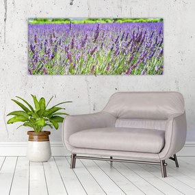 Tablou - Lavandă în câmp (120x50 cm)