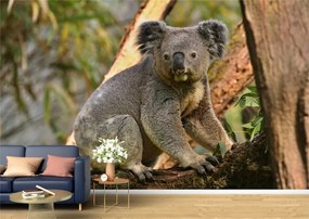 Tapet Premium Canvas - Ursul koala in copac