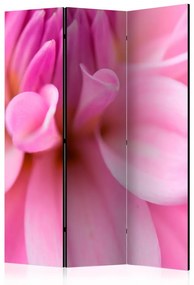Paravan - Flower petals - dahlia [Room Dividers]
