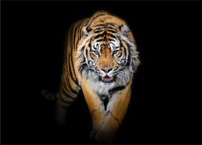 Tablou pe sticlă - Tiger (70x50 cm)