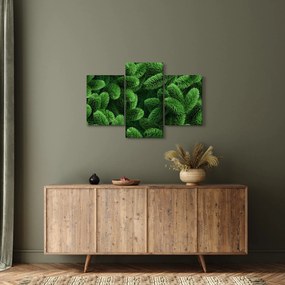 Tablou - Ramuri de conifere (90x60 cm)