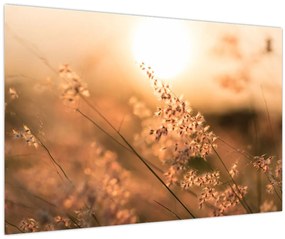 Tablou - Iarbă la soare (90x60 cm)