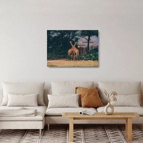 Tablou pe sticlă cu două girafe (70x50 cm)