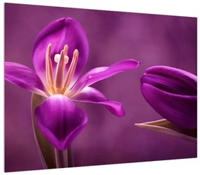 Tablou cu floare violet (70x50 cm), în 40 de alte dimensiuni noi