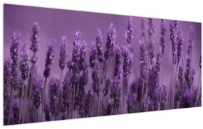 Tablou - Lavanda (120x50 cm)