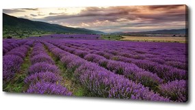 Pictură pe pânză Câmp de lavandă