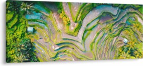 Tablou cu lanuri de orez din privire de sus (120x50 cm)