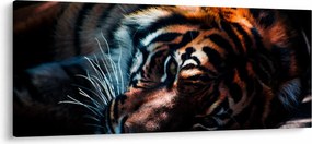 Tablou cu tigrul dormind (120x50 cm)