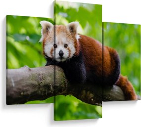Tablou cu panda roșie (90x60 cm)
