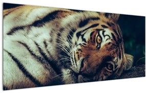 Tablou - Tigrul Siberian (120x50 cm)