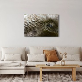 Tablou - Prim-planul ochiului de elefant vechi (90x60 cm)