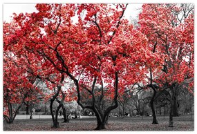 Tablou - Copacii roșii, Central Park, New York (90x60 cm)