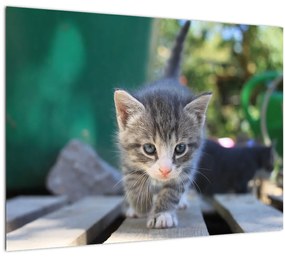 Tablou cu pisicuțe (70x50 cm)