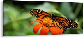 Tablou cu fluture pe floare (120x50 cm)