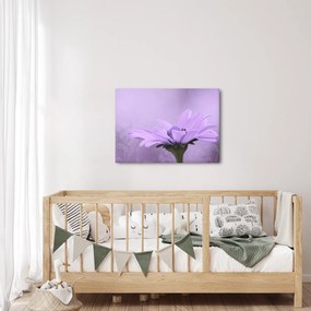 Tablou - Flori mov (70x50 cm)