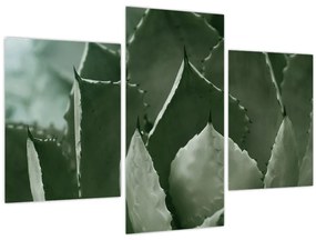 Tablou - Agave verde (90x60 cm)