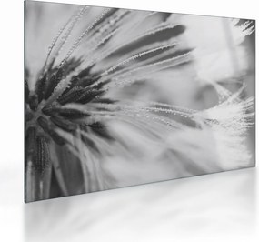 Tablou pe sticlă - Păpădie (70x50 cm)