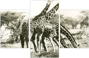 Tablou - Girafe, de epocă (90x60 cm)