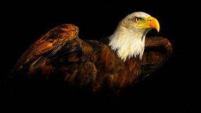 Tablou canvas eagle - 40x30 cm