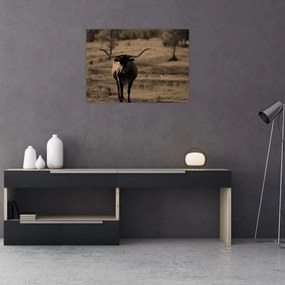 Tablou pe sticlă - Vacă din Texas (70x50 cm)