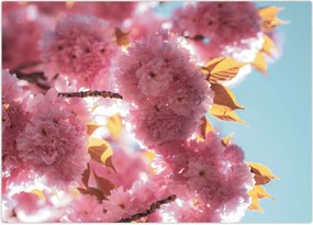 Tablou - Floare de cireș (70x50 cm)