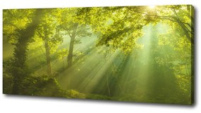 Pictură pe pânză Pădurea în soare