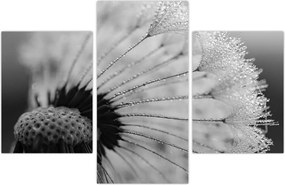 Tablou cu păpădie - albnegru (90x60 cm)