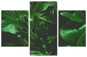 Tablou - Frunze de palmier (90x60 cm)