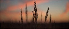 Tablou - Silueta plantei (120x50 cm)