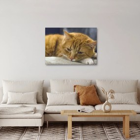 Tabloul pisicii (70x50 cm)