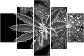 Tablou - Frunze cu picături (150x105 cm)