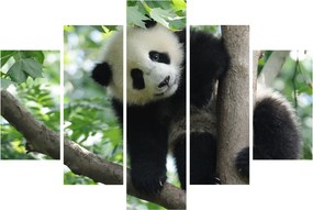 Tablou - Panda in copac (150x105 cm)