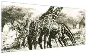 Tablou - Girafe, de epocă (120x50 cm)