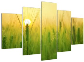 Tablou - Câmp cu cereale (150x105 cm)