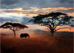 Tablou pe sticlă - Parcul Național Serengeti, Tanzania, Africa (70x50 cm)