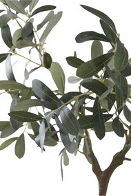 Măslin Oslavia 1 (verde). Promo -10%. 1147264