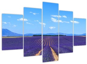 Tablou - Câmp de lavandă (150x105 cm)