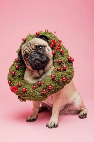 Fotografie Cute Tan Coloured Pug Wearing a Christmas Wreath, ClarkandCompany