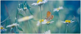 Tablou - Fluture pe margaretă (120x50 cm)