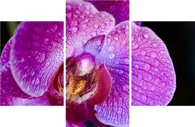 Tablou detailat cu floare de orhidee (90x60 cm)