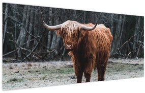 Tablou - Vacă scoțiană 2 (120x50 cm)