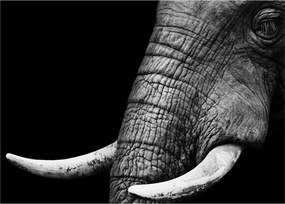 Tablou - Colți de elefant (70x50 cm)