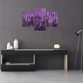 Tablou - Lavanda (90x60 cm)